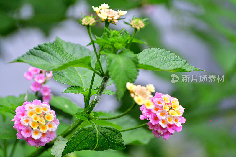 马鞭草/灌木马鞭草/马鞭草/大鼠尾草花